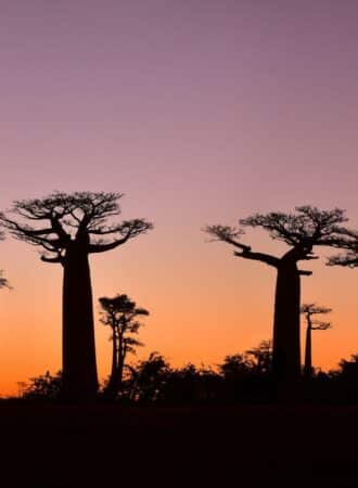reiseagenturbrandner afrika madagaskar fotoreise baobab allee 2