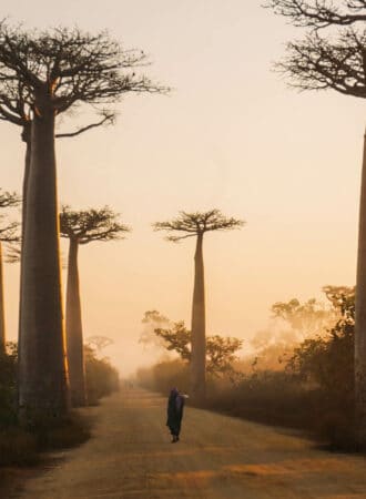 reiseagenturbrandner afrika madagaskar fotoreise baobab allee