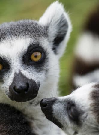 reiseagenturbrandner afrika madagaskar fotoreise lemuren