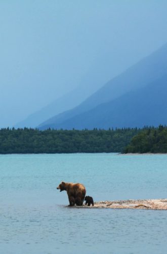 reiseagenturbrandner individualreise bärenbeobachtung alaska