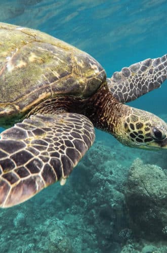 reiseagenturbrandner reisen costa rica individualreise Schildkröte unterwasser tauchen2